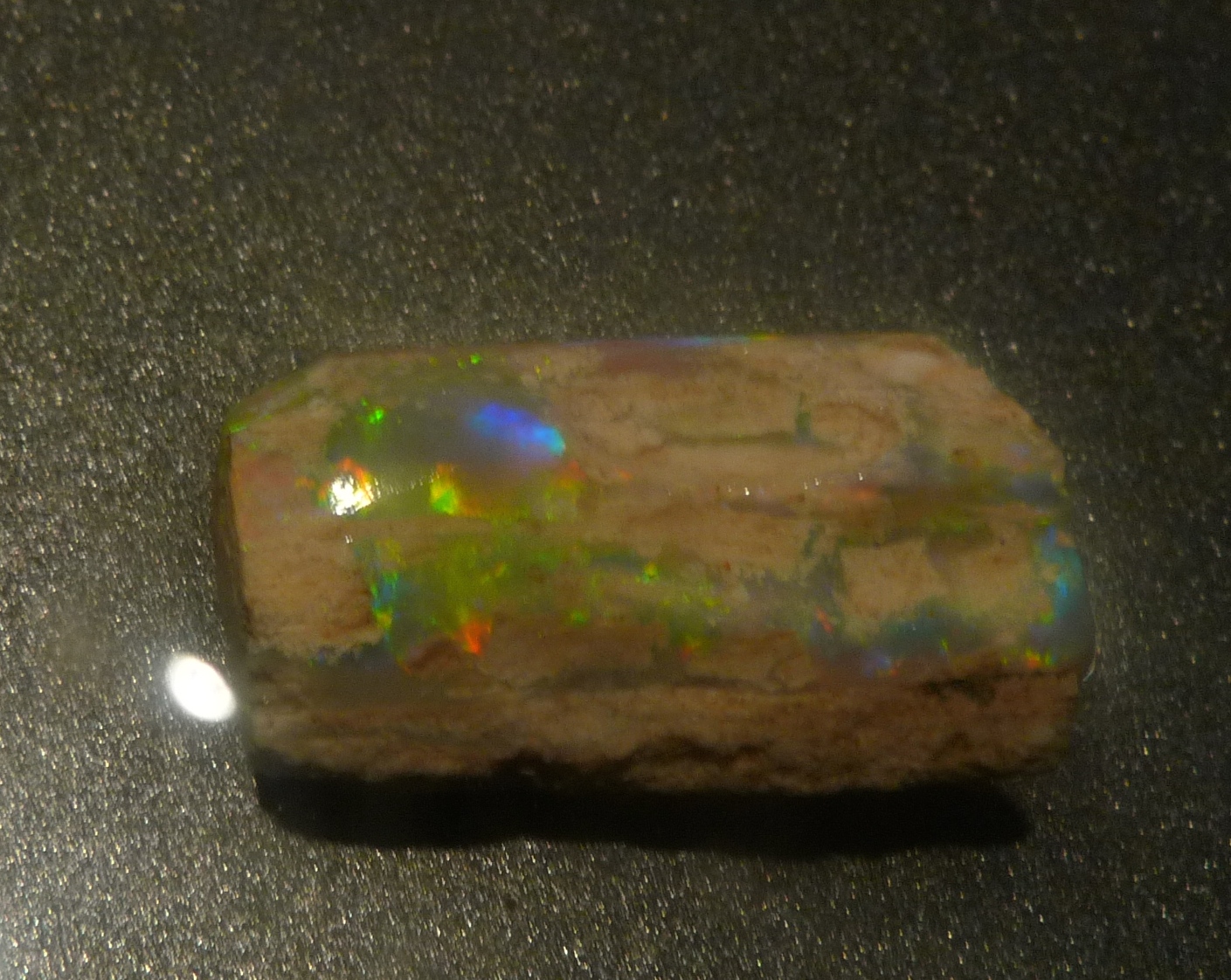 Lightning Ridge Fossils-Opalized Wood showing Gem Opal Colours